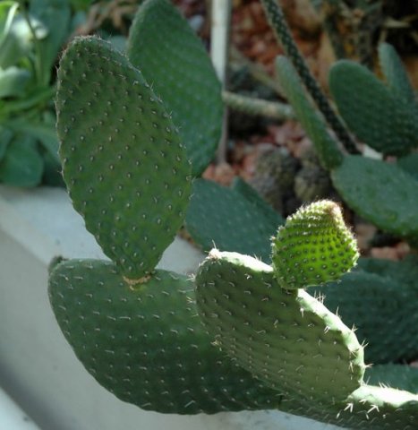 Opuntia_saxatilis